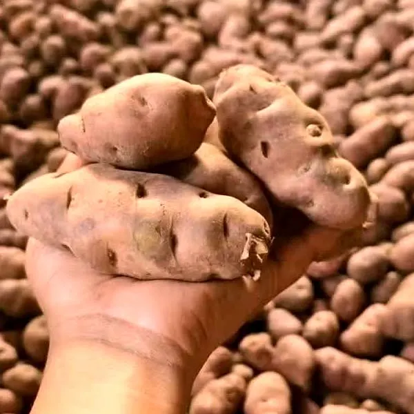 শিলবিলাতি-আলু-aa01