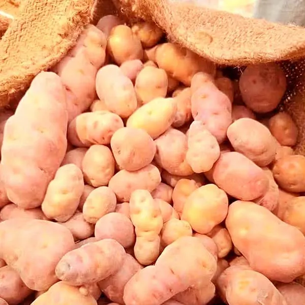 শিলবিলাতি-আলু-ab8